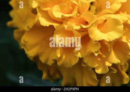 Sfondo macro di petali di fiori di marigold arancione Foto Stock