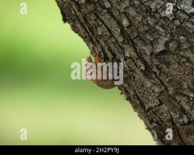 Fuoco selettivo di insetto di cocoon della cicada su un ramo dell'albero su uno sfondo verde blurry Foto Stock