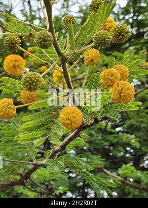 Colpo verticale di bella Vachellia nilotica fiori che crescono sull'albero. Foto Stock