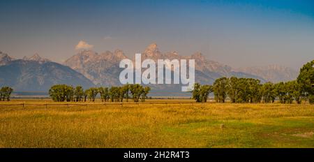 Erba dorata e alberi verdi in primo piano della catena montuosa Teton Foto Stock