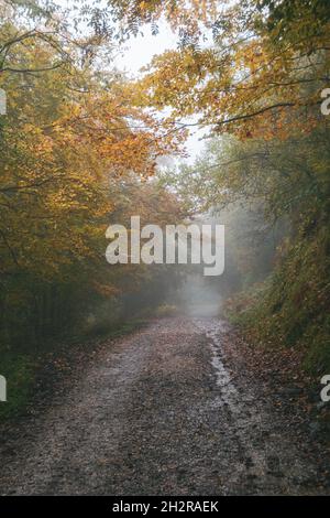 Strada nella foresta in un giorno autunnale piovoso, nebbia, Asturie, Spagna. Foto Stock