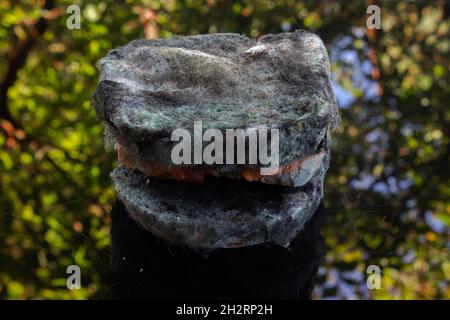 Sandwich di pane stampato su un tavolo nero lucido. Rifiuti alimentari Foto Stock