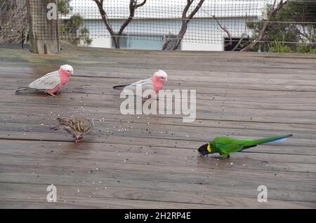 uccelli australiani che mangiano seme in un giardino bronzewing 28 pappagallo galah Foto Stock
