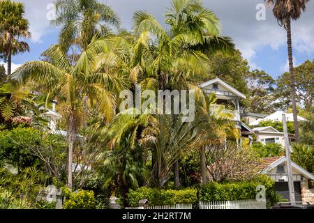 Sydney si trova nel sobborgo di Clareville sulle spiagge settentrionali di Sydney, con lussureggianti giardini tropicali e palme, Sydney, NSW, Australia Foto Stock