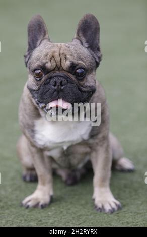 6-Year-Old Sable maschio Frenchie seduta e sticking out lingua. Parco per cani al guinzaglio nella California settentrionale. Foto Stock