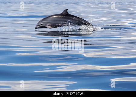 INDONESIA, ISOLA DI LEMBATA, VILLAGGIO DI LAMALERA. SULLA COSTA MERIDIONALE DI LEMBATA, IL VILLAGGIO DI LAMALERA (POP. 2,500) È CONOSCIUTA PER LA CACCIA ALLE BALENE. FARE Foto Stock