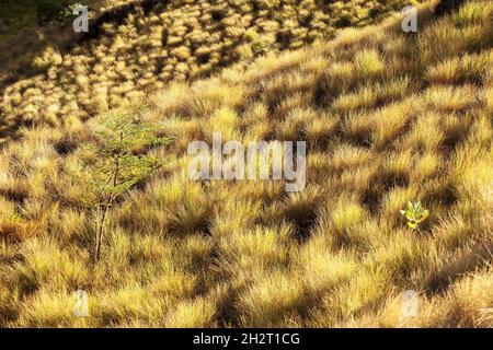 PULAU BANTA È UN'ISOLA DISABITATA SITUATA ALL'INTERNO DEL PARCO NAZIONALE DI KOMODO. IL PARCO NAZIONALE DI KOMODO SI ESTENDE NEL CUORE DELLA REGIONE DEL WAL Foto Stock