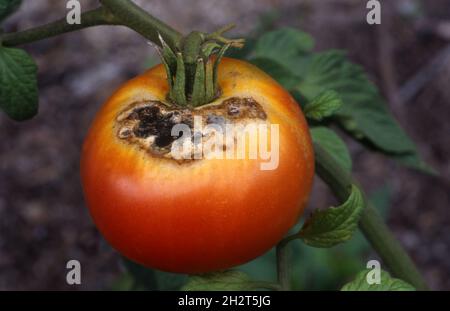 MARCIUME FINALE DI FIORE SU PIANTA DI POMODORO Foto Stock