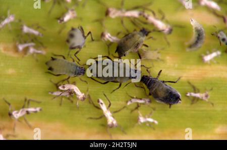 PRIMO PIANO DELLA COLONIA DI AFIDI DI GRANO INGLESE CHE VIVONO SU ERBA E CEREALI E LE FORME ALATE SI MUOVONO IN COLTURE A METÀ ESTATE Foto Stock