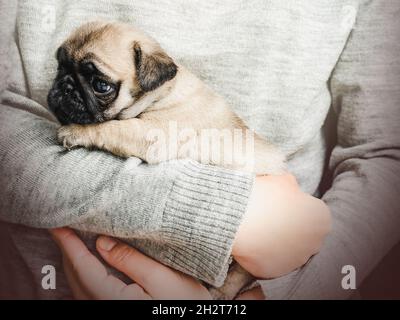 Grazioso e dolce cucciolo adagiato sulle mani del suo proprietario. Primo piano, in ambienti interni. Luce diurna. Concetto di cura, educazione, addestramento di obbedienza, allevare animali domestici Foto Stock