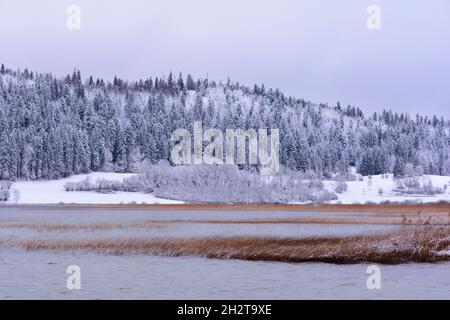 Foresta di abeti,Saint punto lago, Francia Foto Stock