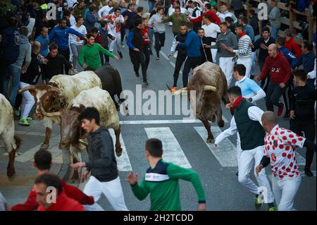 TAFALLA, Spagna. 23 ottobre 2021. I tori corrono di fronte al ranch Prieto de la Cal nelle strade della città durante la prima corsa dei tori.dopo un anno e mezzo di confino che il governo proibì di tenere spettacoli culturali durante la pandemia di Covid 19. La prima esecuzione dello spettacolo dei tori si è svolta a Tafalla, nel centro di Navarra. Credit: SOPA Images Limited/Alamy Live News Foto Stock