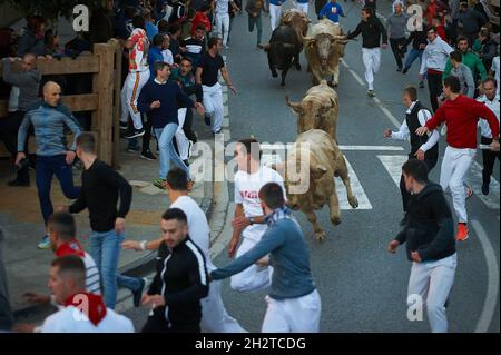 TAFALLA, Spagna. 23 ottobre 2021. I tori corrono di fronte al ranch Prieto de la Cal nelle strade della città durante la prima corsa dei tori.dopo un anno e mezzo di confino che il governo proibì di tenere spettacoli culturali durante la pandemia di Covid 19. La prima esecuzione dello spettacolo dei tori si è svolta a Tafalla, nel centro di Navarra. Credit: SOPA Images Limited/Alamy Live News Foto Stock