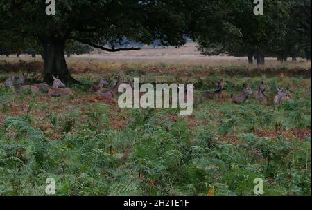 Grande gruppo di cervi femminili o riposa in bracken in autunno Foto Stock