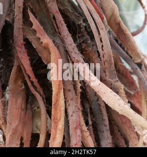 Sfondo a cornice pieno di vecchio colore marrone aloe vera fogliame Foto Stock