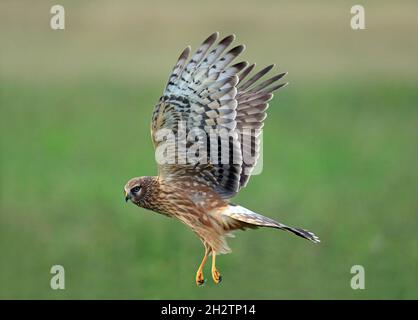 Giovane Hen Harrier, primo piano, laterale wiew Foto Stock