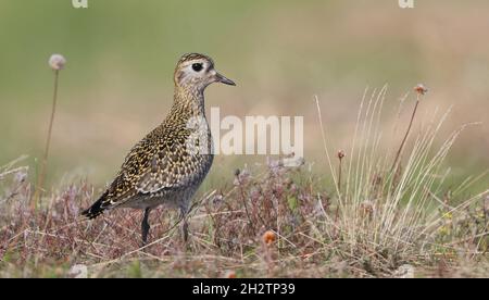 Golden plover europeo, angolo di inclinazione basso Foto Stock