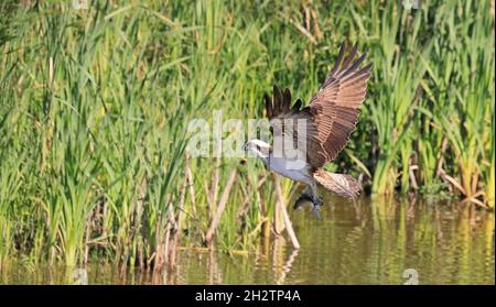 Osprey che cattura pesci dall'acqua Foto Stock