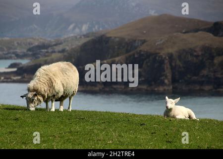 Pecora in un prato, Orkney, Scozia Foto Stock