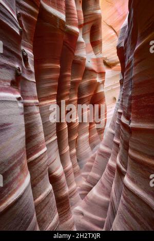 Le strette pareti in arenaria dello Zebra slot Canyon, il Grand Staircase-Escalante National Monument, Utah Foto Stock