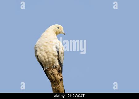 Il Piccione Imperiale pied arroccato su un ceppo di albero contro il cielo blu sfondo. Questa specie di colomba è considerata un simbolo di pace, amore e tra Foto Stock