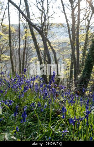 Bluebells, Hyacinthoides non-scripta, nei boschi nel Devon meridionale, vicino a Salcombe Foto Stock