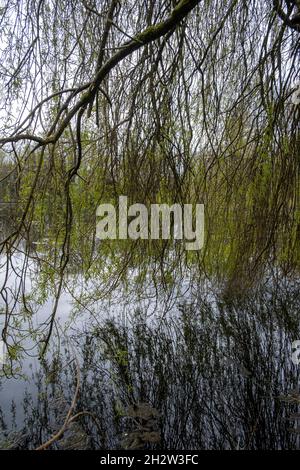 Salix babylonica, salice piangente, accanto al lago Foto Stock