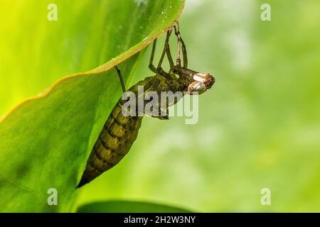 big dragonfly pupa hanging on a green leaf Foto Stock