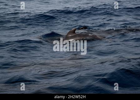 Giovane balena pilota a alga corta che nuota al largo della costa meridionale di la Gomera nelle Isole Canarie. Foto Stock