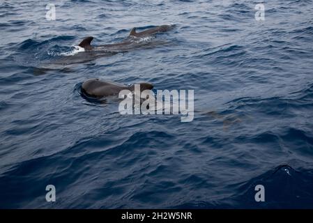 Giovane balena pilota a alga corta che nuota al largo della costa meridionale di la Gomera nelle Isole Canarie. Foto Stock