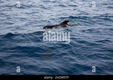 Giovane balena pilota a alga corta che nuota al largo della costa meridionale di la Gomera nelle Isole Canarie. Foto Stock