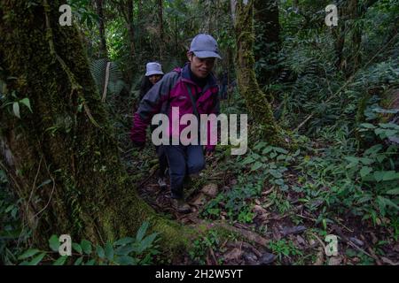 Poso, Sulawesi centrale, Indonesia. 24 ottobre 2021. Lore Lindu National Park Hall ha riaperto l'area turistica naturale del lago Tambing a Sedoa Village, Poso Regency, Sulawesi Centrale. L'area, designata dall'UNESCO come Sito Patrimonio Mondiale dell'Umanita', e' stata precedentemente completamente chiusa dal Novembre 2020 ai visitatori a causa dell'alto numero di casi di Covid-19 e dell'operazione di forze di sicurezza appartenenti alla task force madago raya che persegue il gruppo terroristico mujahideen ad est dell'Indonesia. (Credit Image: © Adi PranataZUMA Wire) Foto Stock