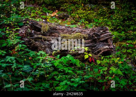 Ceppo di albero circondato con foglie verdi, foto dettagliata foresta Foto Stock