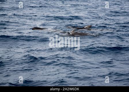 Giovane balena pilota a alga corta che nuota al largo della costa meridionale di la Gomera nelle Isole Canarie. Foto Stock