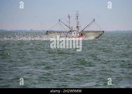 una taglierina di gamberetti rossi seguita da un gregge di gabbiani di aringhe vicino alla costa nel mare settentrionale tedesco Foto Stock