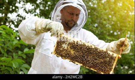 Apicoltore su un apiary, raccogliendo o togliendo le cornici di nido d'ape o di legno da alveare dell'ape per miele fresco, prato, abbondanza delle api Foto Stock