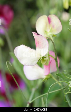 Ballerino spagnolo di piselli dolci. Lathyrus odoratus 'panish Dancer' piselli dolci che crescono in un giardino inglese. Estate. REGNO UNITO Foto Stock