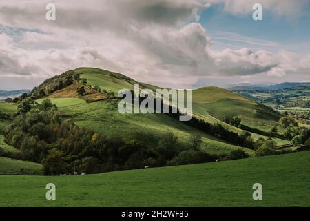 Allevamento di pecore in collina vicino Llandrindod Wells, Powys, Galles, Regno Unito, visto dal Coco's Wild Campsite Foto Stock