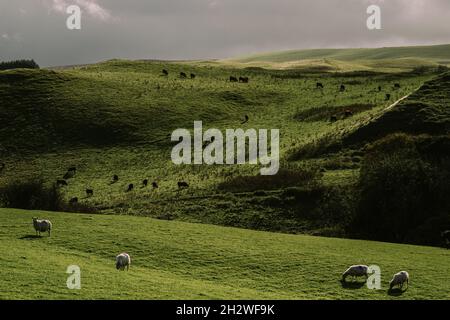 Allevamento di pecore in collina vicino Llandrindod Wells, Powys, Galles, Regno Unito, visto dal Coco's Wild Campsite Foto Stock