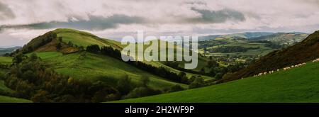 Allevamento di pecore in collina vicino Llandrindod Wells, Powys, Galles, Regno Unito, visto dal Coco's Wild Campsite Foto Stock