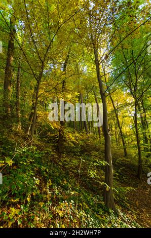 Autunno baldacchino foresta in bosco nella contea di Brasov Romania Foto Stock