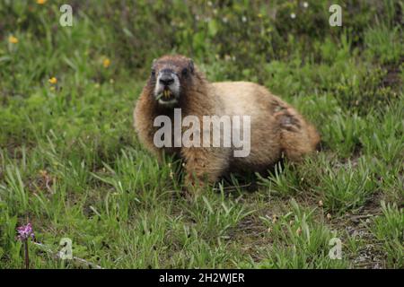 Un groundhog bruno carino o boscato sull'erba guardando lo spettatore Foto Stock