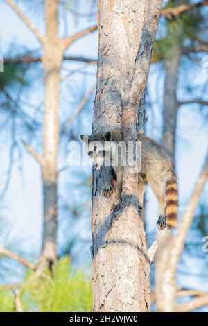 Un raccoon comune incuneato tra un ramo e tronco d'albero con la sua lingua che attacca fuori a St. Augustine, Florida. Foto Stock