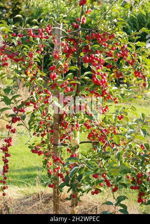 Malus x atrosanguinea 'gorgeous'. Malus 'gorgeous' granchio melo che porta frutti in un giardino d'autunno. REGNO UNITO Foto Stock