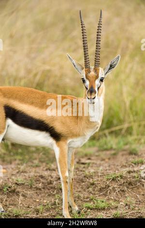 Gazelle di Thomson maschio (Eudorcas thomsonii) in piedi in erba corta, Masai Mara, Kenya Foto Stock