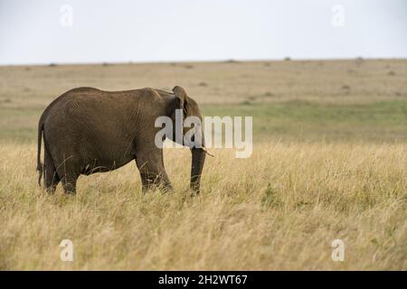 Lone African Bush Elephant (Loxodonta africana) camminando in erba alta, Masai Mara, Kenya Foto Stock