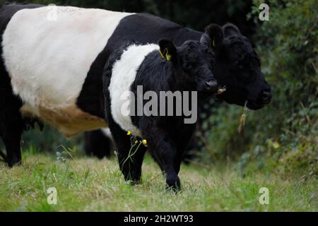 Belted Galloway mucca e vitello Foto Stock