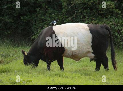 Galloway con cintura e passeggero Magpie Foto Stock