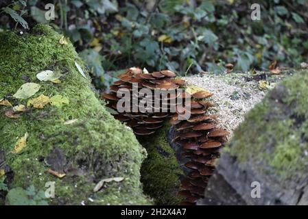 Cluster di Dark Brown Bracket Fungus in cima al legno decadente in Galles, Regno Unito, in autunno Foto Stock