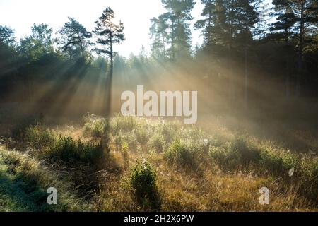 Paesaggio di Moor (Naturschutzgebiet) vicino Ammersee, Baviera, Germania Foto Stock